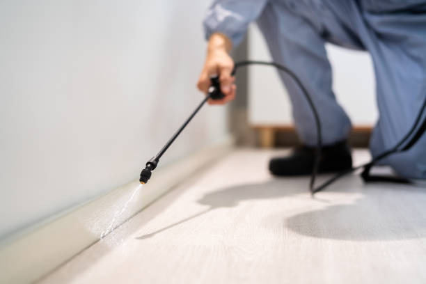 Licensed Termite Control service in Coventry Lake, CT - Nex Pest Control